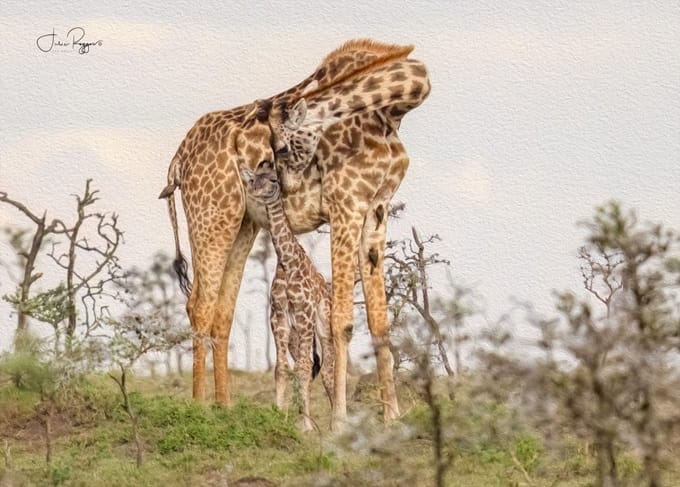 julie-r-giraffe-with-baby-plc | Gamewatchers Safaris girraffe