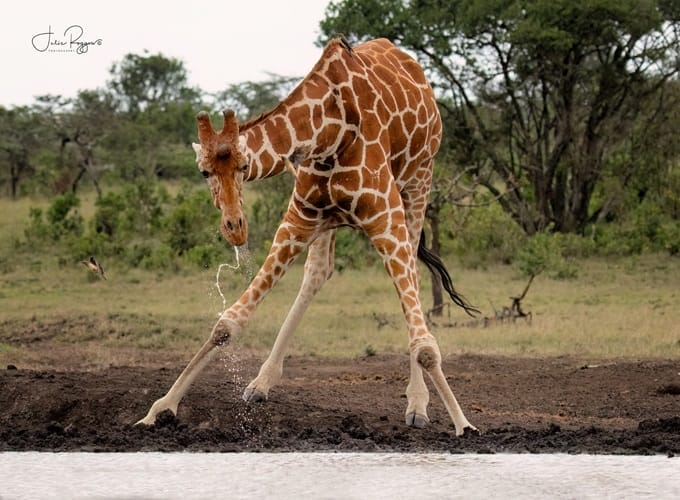 julie-r-giraffe | Gamewatchers Safaris girrafe