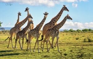 giraffes