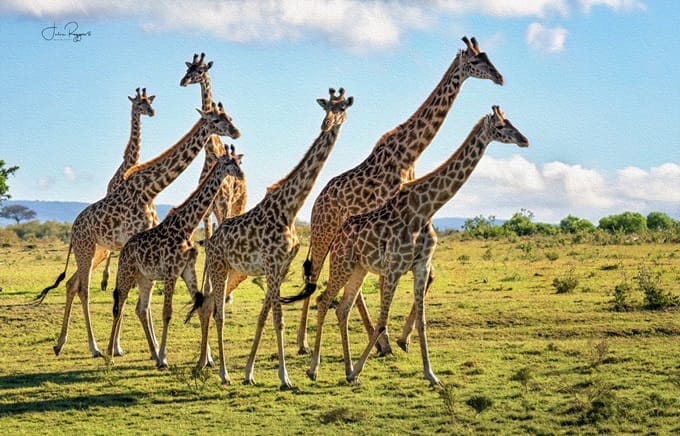 Giraffes at Porini Lion Camp - photo credit Julie Roggow