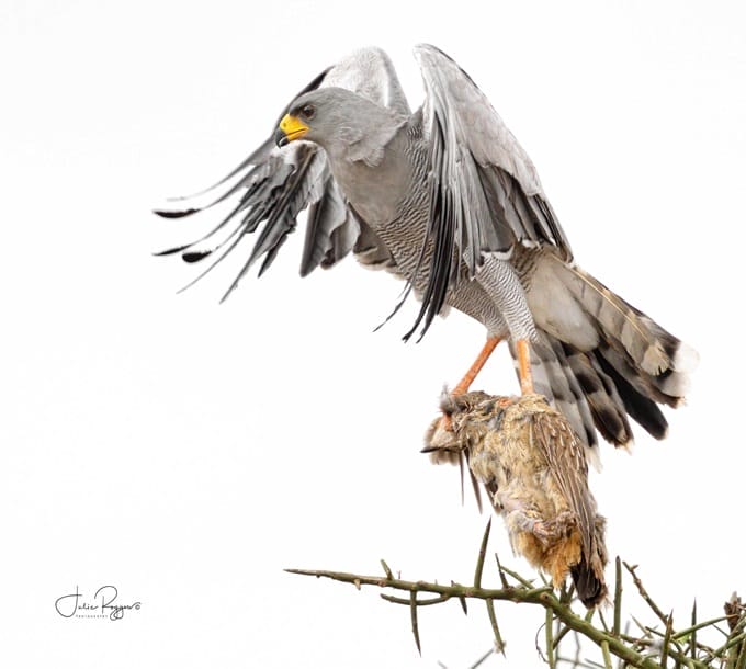 julie-r-gosshawk-pac | Gamewatchers Safaris gosshawk