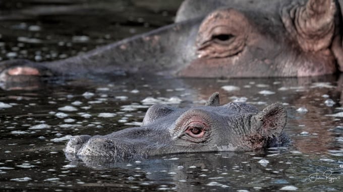 julie-r-hippos-pmc | Gamewatchers Safaris hippo