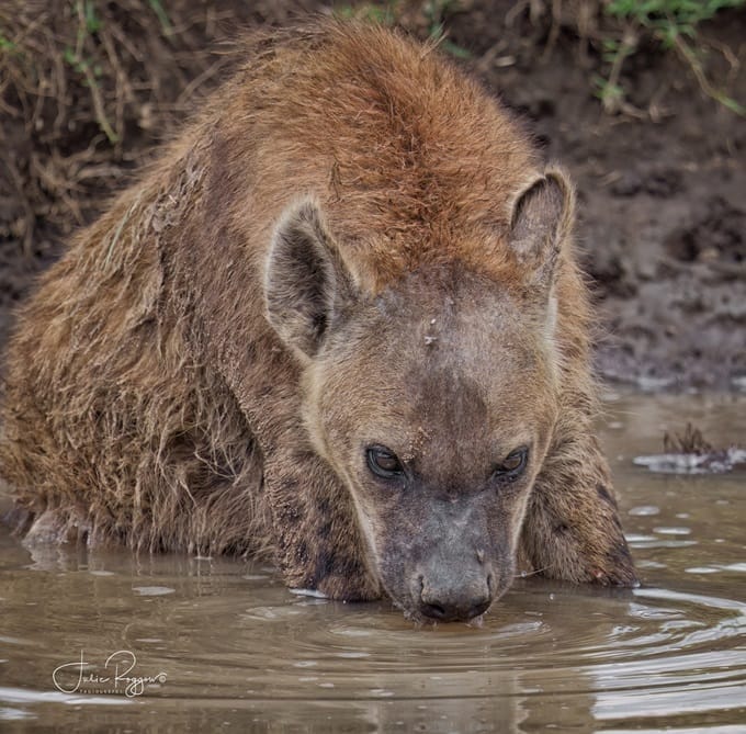 julie-r-hyena | Gamewatchers Safaris hyena
