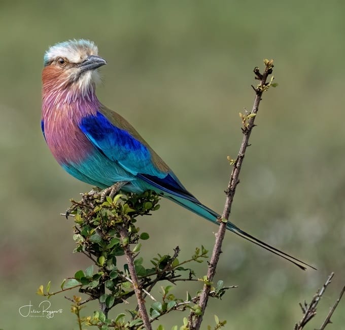 julie-r-lilac-breasted-roller-plc | Gamewatchers Safaris lilac-breasted-roller