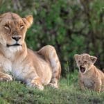 Porini Mara Camp - Lion Cubs - photo credit Julie Roggow | Gamewatchers Safaris Porini Mara Camp - Lion Cubs - photo credit Julie Roggow