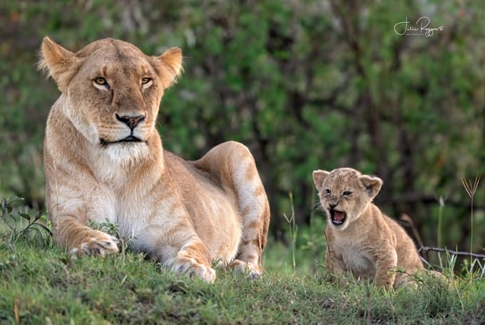 Porini Mara Camp - Lion Cubs - photo credit Julie Roggow