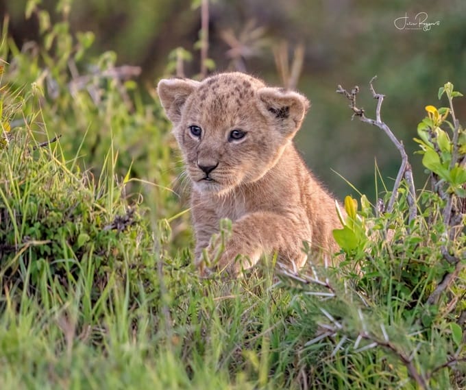 julie-r-lion-cub-pmc | Gamewatchers Safaris lion