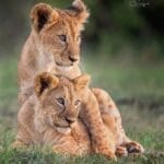Ol Kinyei Lion Cubs credit Julie Roggow