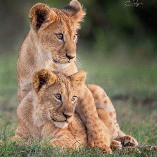 Ol Kinyei Lion Cubs credit Julie Roggow