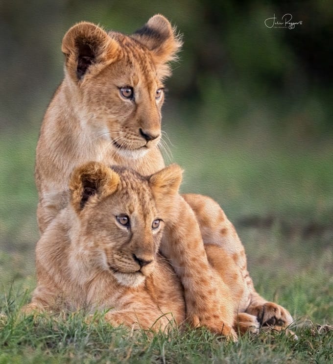 Ol Kinyei Lion Cubs credit Julie Roggow | Gamewatchers Safaris Ol Kinyei Lion Cubs credit Julie Roggow