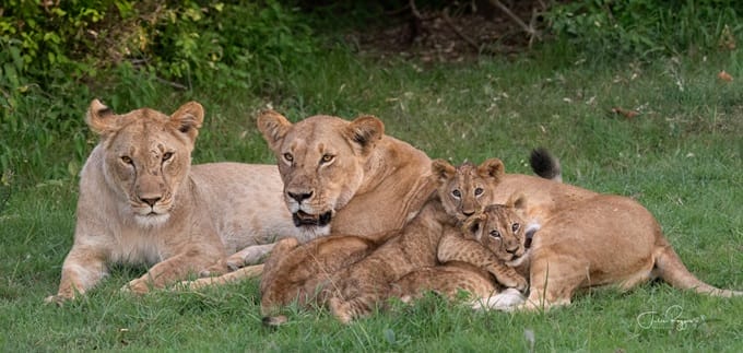 julie-r-lion-family-pmc | Gamewatchers Safaris lions
