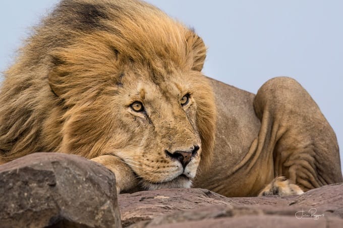 julie-r-lion-plc | Gamewatchers Safaris lion