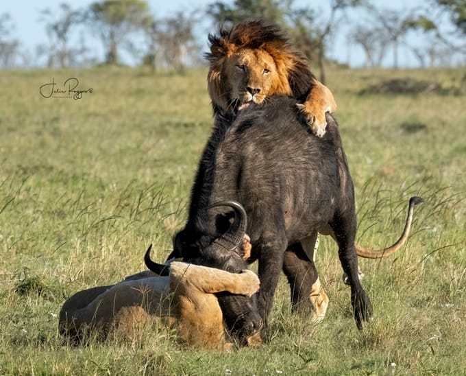 julie-r-lions-hunt-buffalo-plc | Gamewatchers Safaris lions