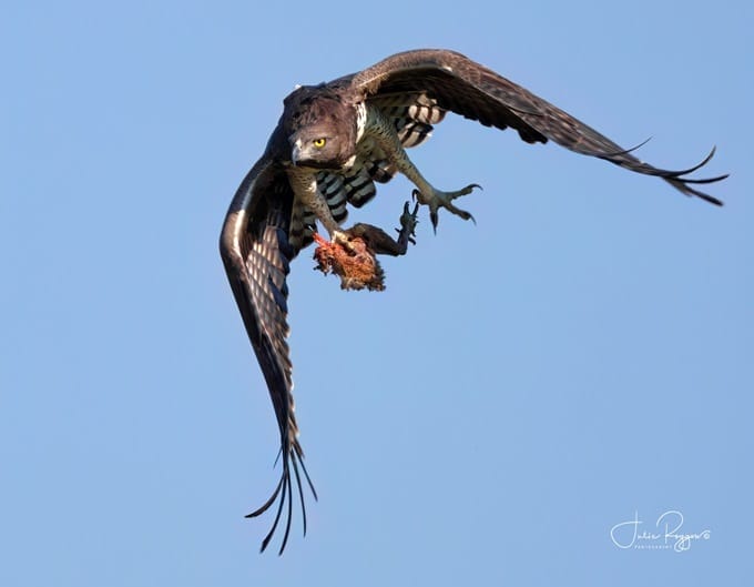 Martial eagle