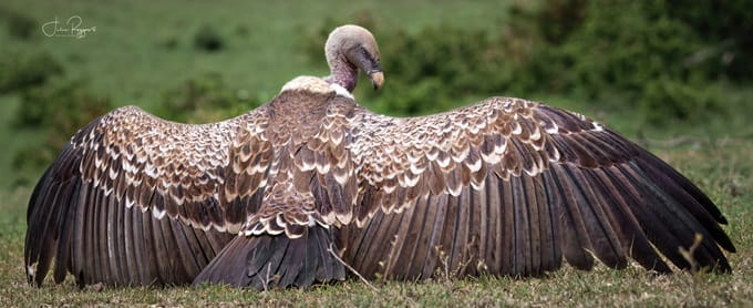 julie-r-ruppells-vulture-plc | Gamewatchers Safaris Vulture
