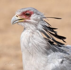 secretary bird