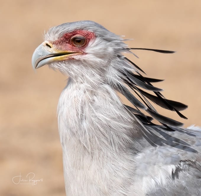 julie-r-secretary-bird-pac | Gamewatchers Safaris secretary bird