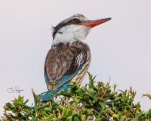 Kingfisher