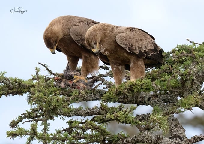 julie-r-tawny-eagles-prc | Gamewatchers Safaris Eagles