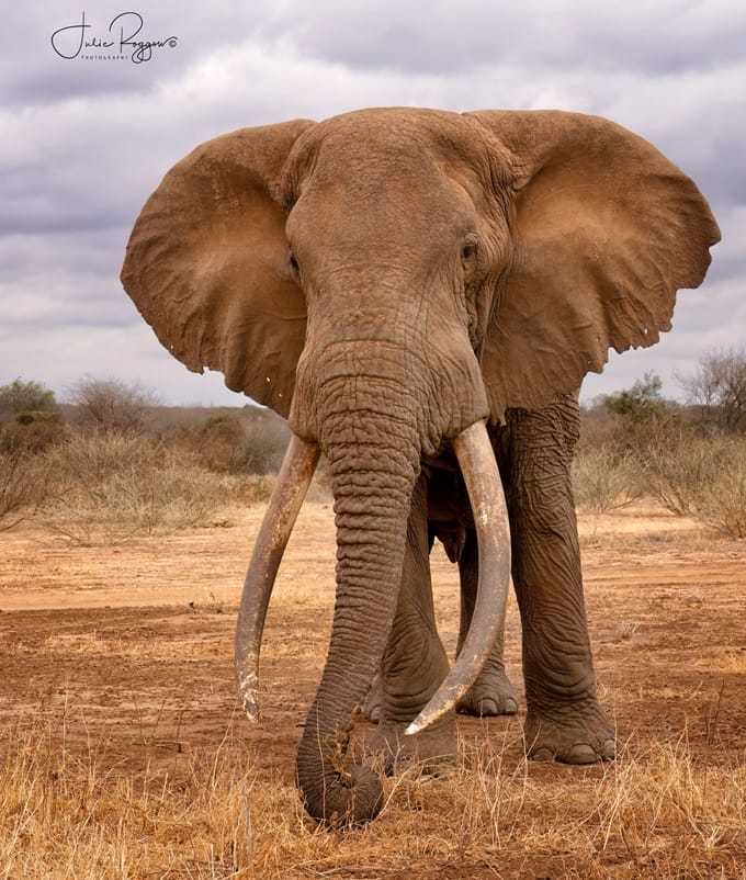 julie-r-ummoja-ele-pac | Gamewatchers Safaris elephant