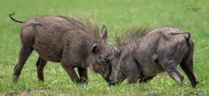 warthogs