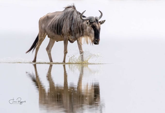 Blue wildebeest