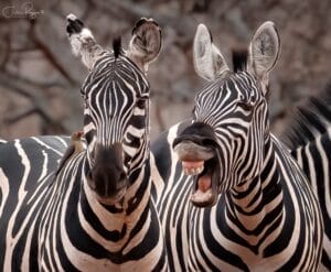 Zebra by Julie Roggow