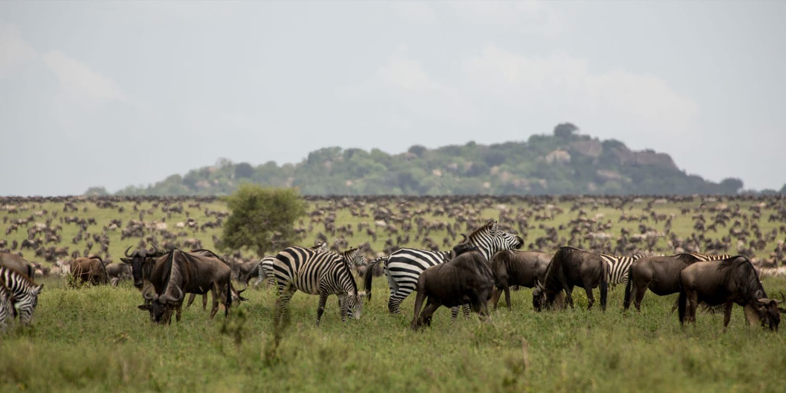 Zebra And Wildebeest
