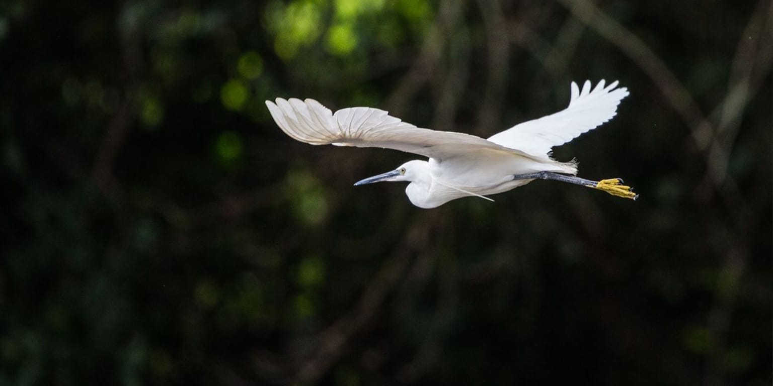 kBV14AcZ2 | Gamewatchers Safaris Little Egret