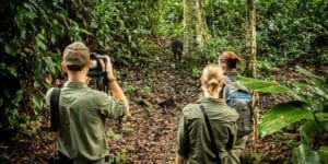 Watching A Gorilla on Safari