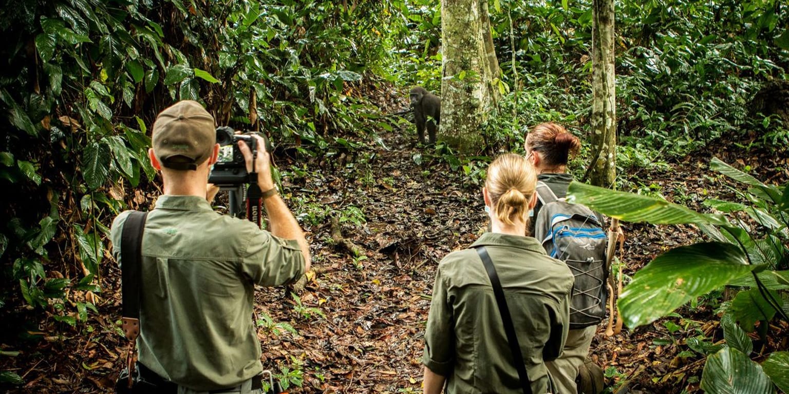 kBV14AcZ23 | Gamewatchers Safaris Watching A Gorilla on Safari
