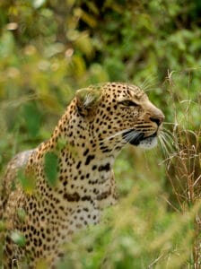 cheetah