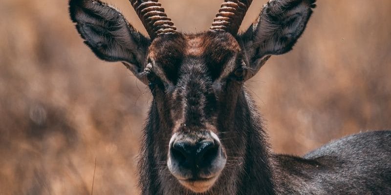 l-he6pzG | Gamewatchers Safaris Blue wildebeest