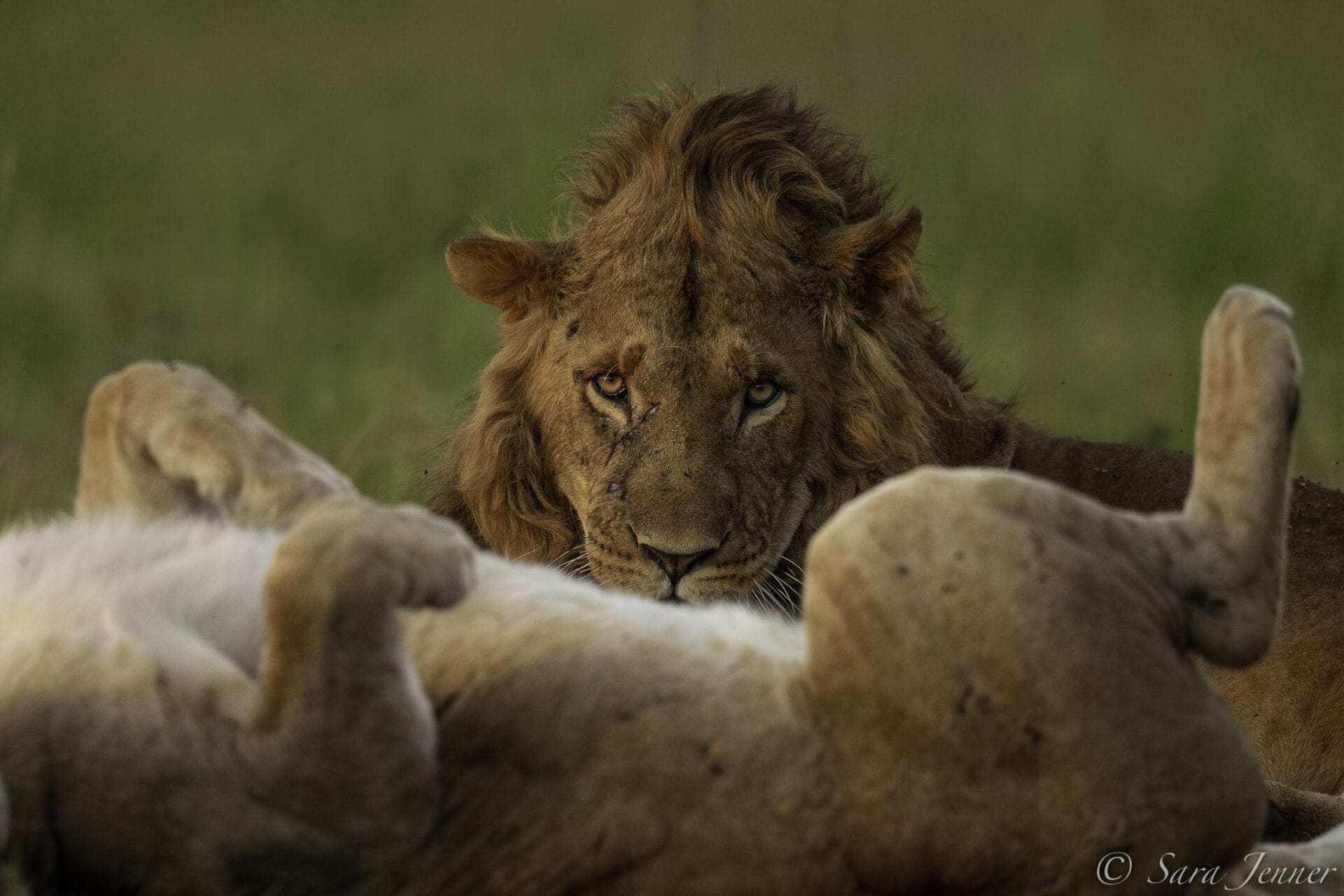 Lion in Ol kinyei - photo credit Julie Roggow