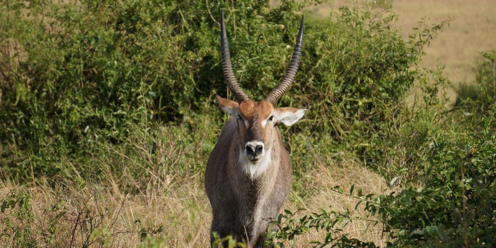 Waterbuck