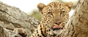 Leopard