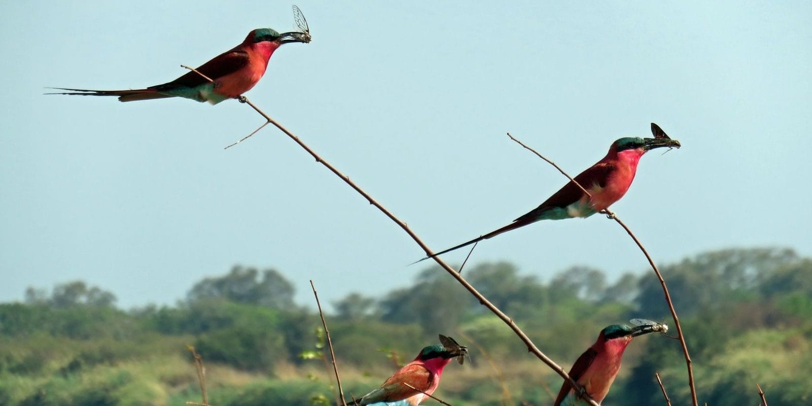 Southern Carmine Bee Eater