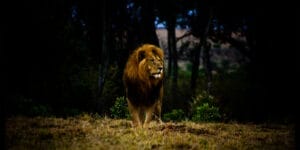 Lion