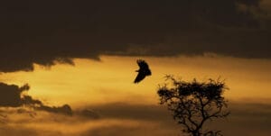 Bird of prey flying at sunset