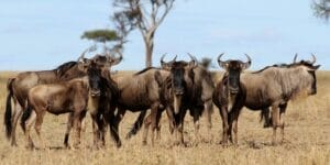 Blue wildebeest