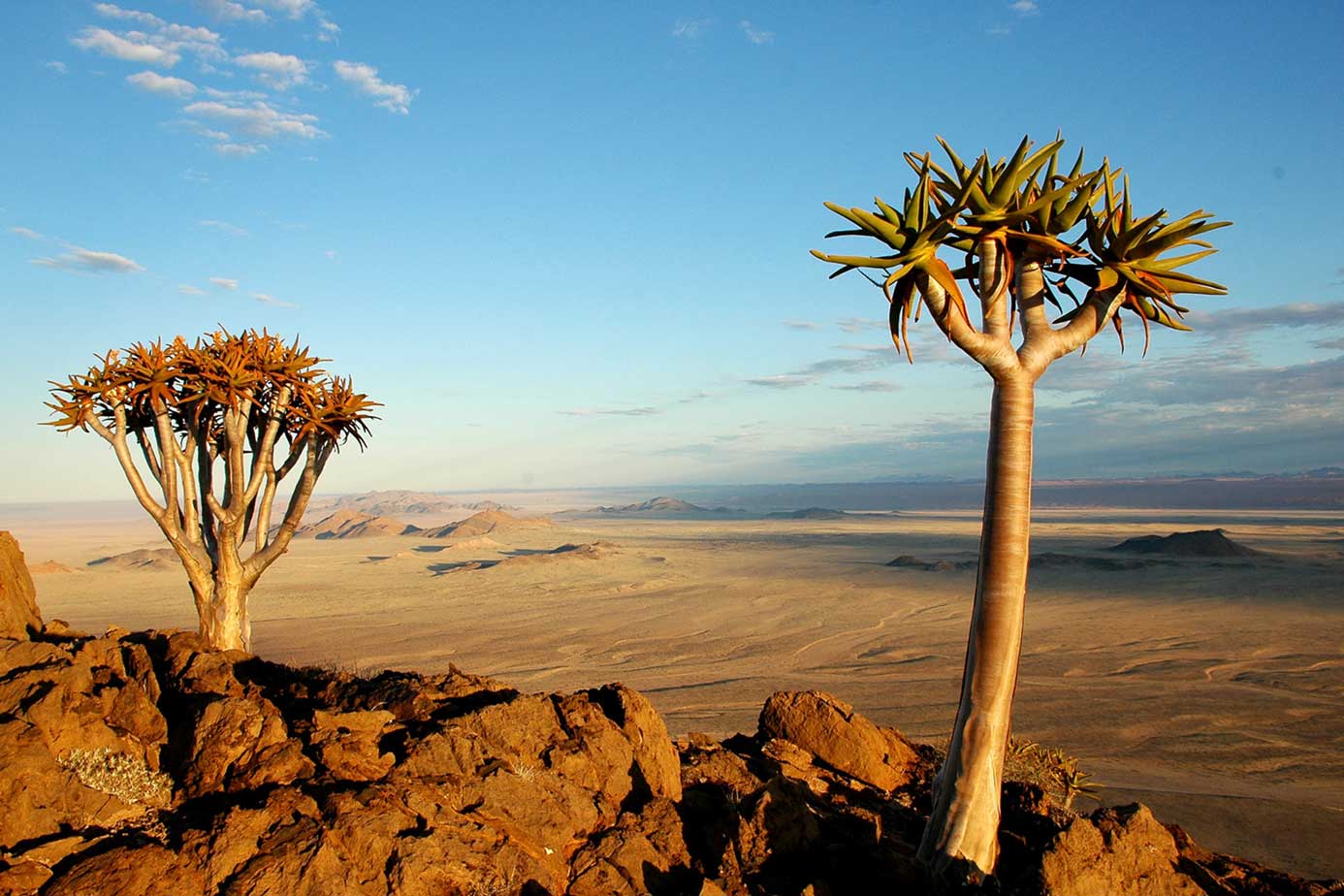 two trees on top of large hill overlooking large field