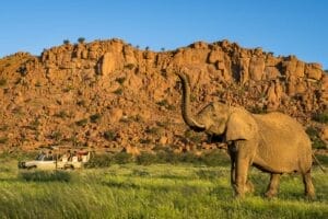 nature drive past elephant