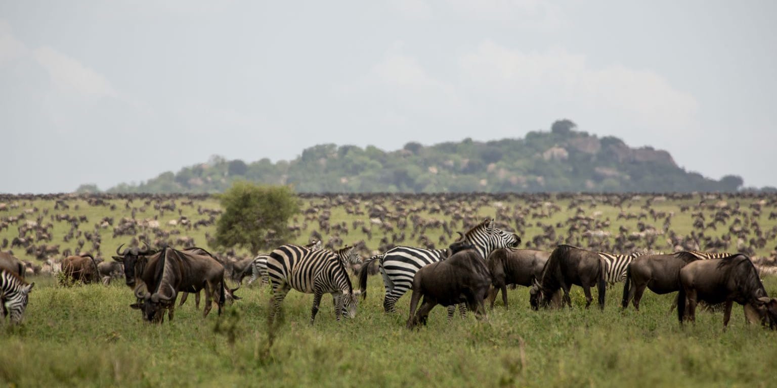 Zebra and Buffalo
