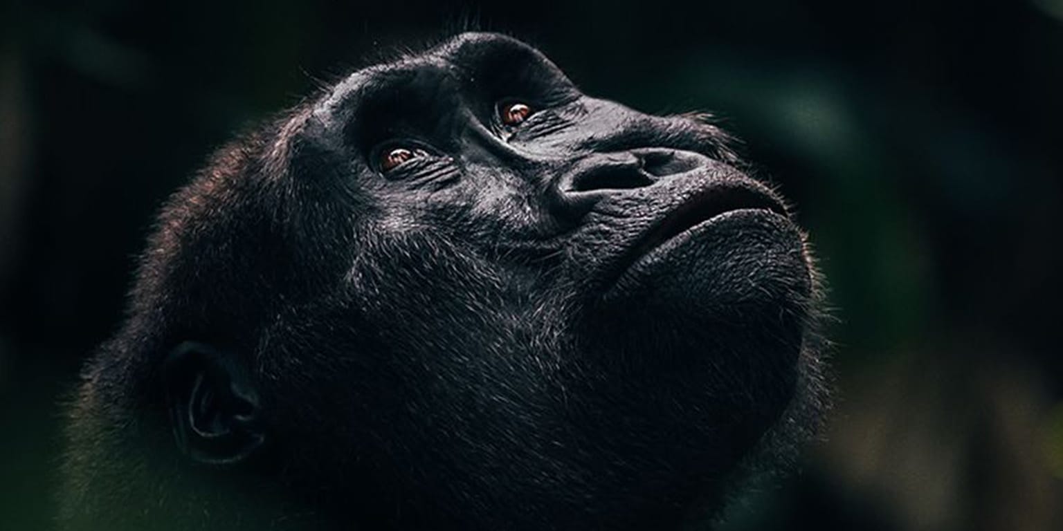 Gorilla