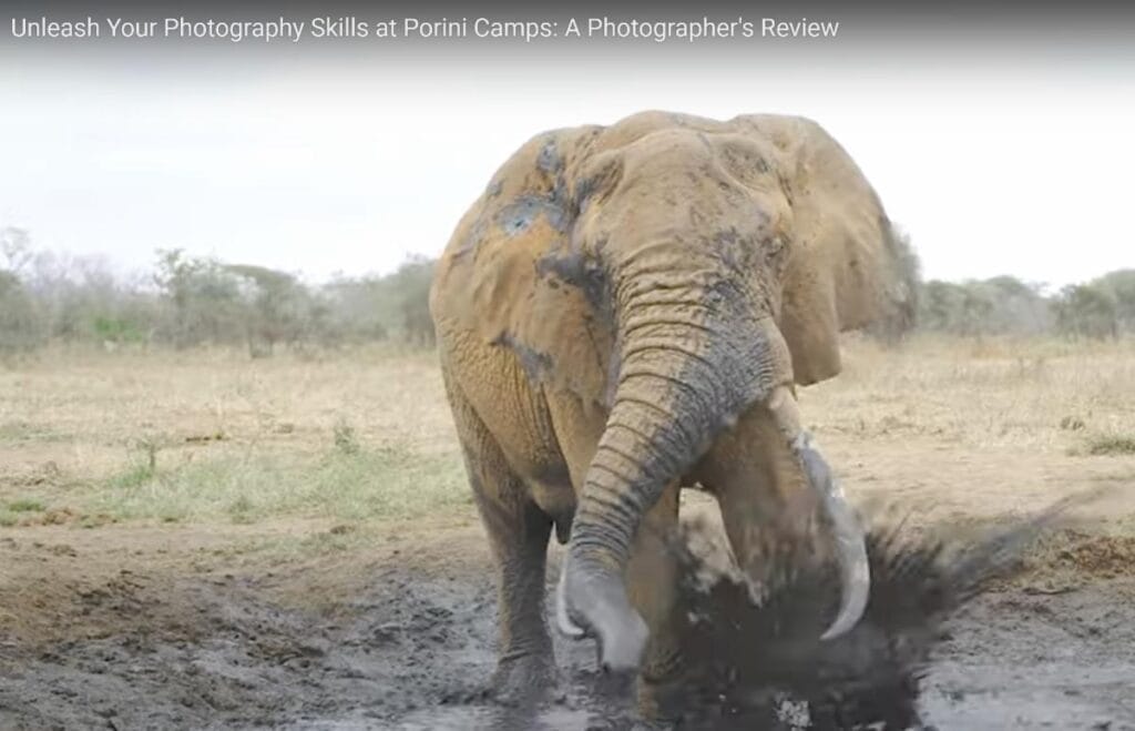 photoskills-1024x659 | Gamewatchers Safaris elephant