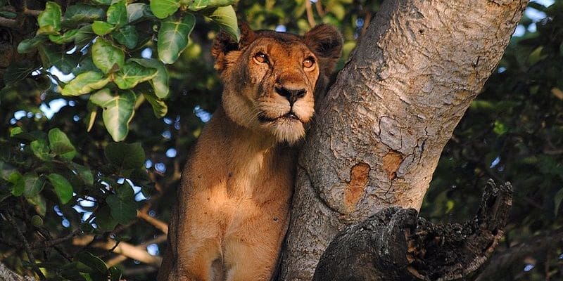 Lion in a tree