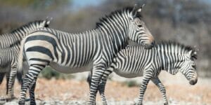 Zebras