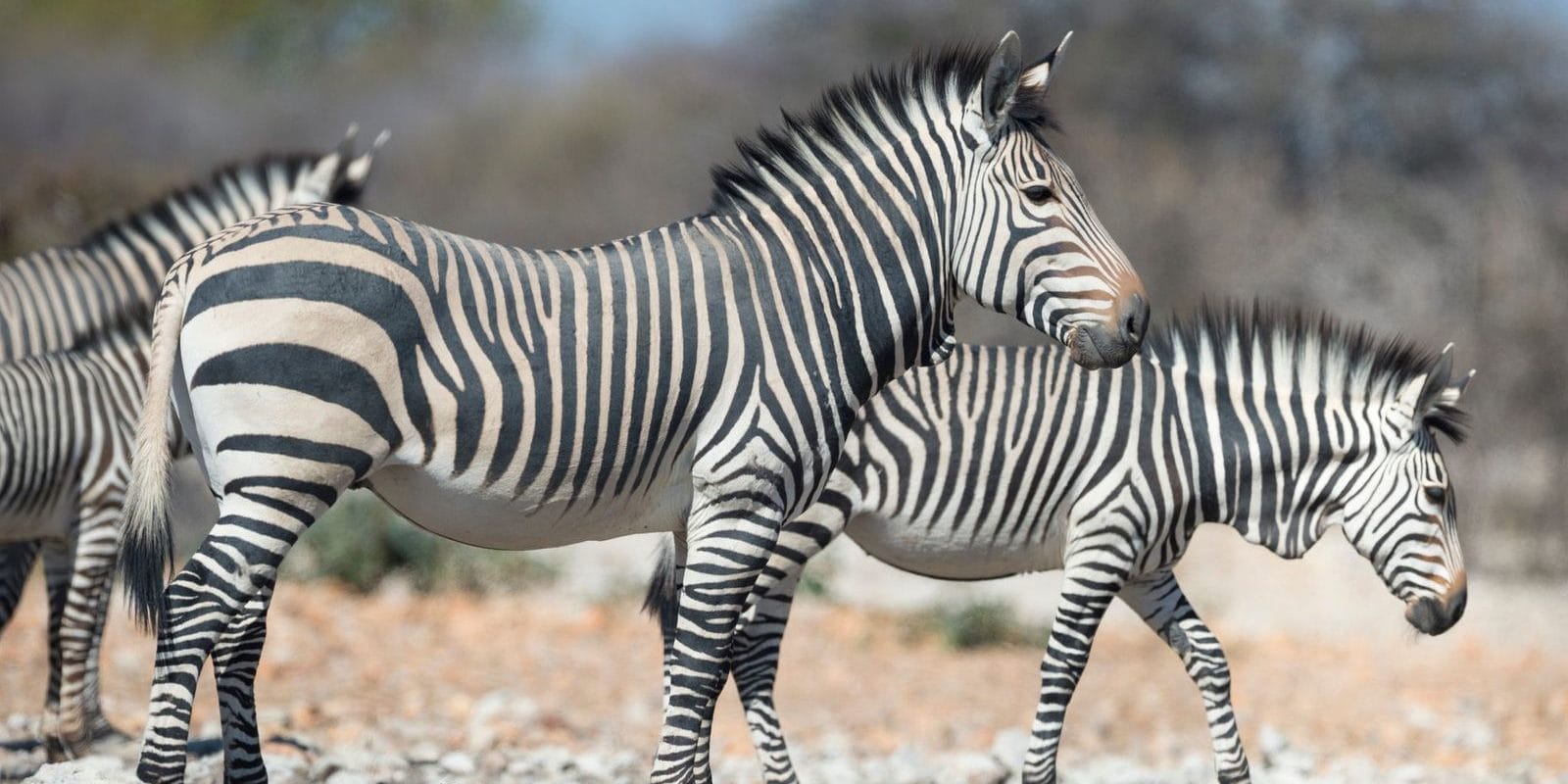 qG3UNmwK | Gamewatchers Safaris Zebras