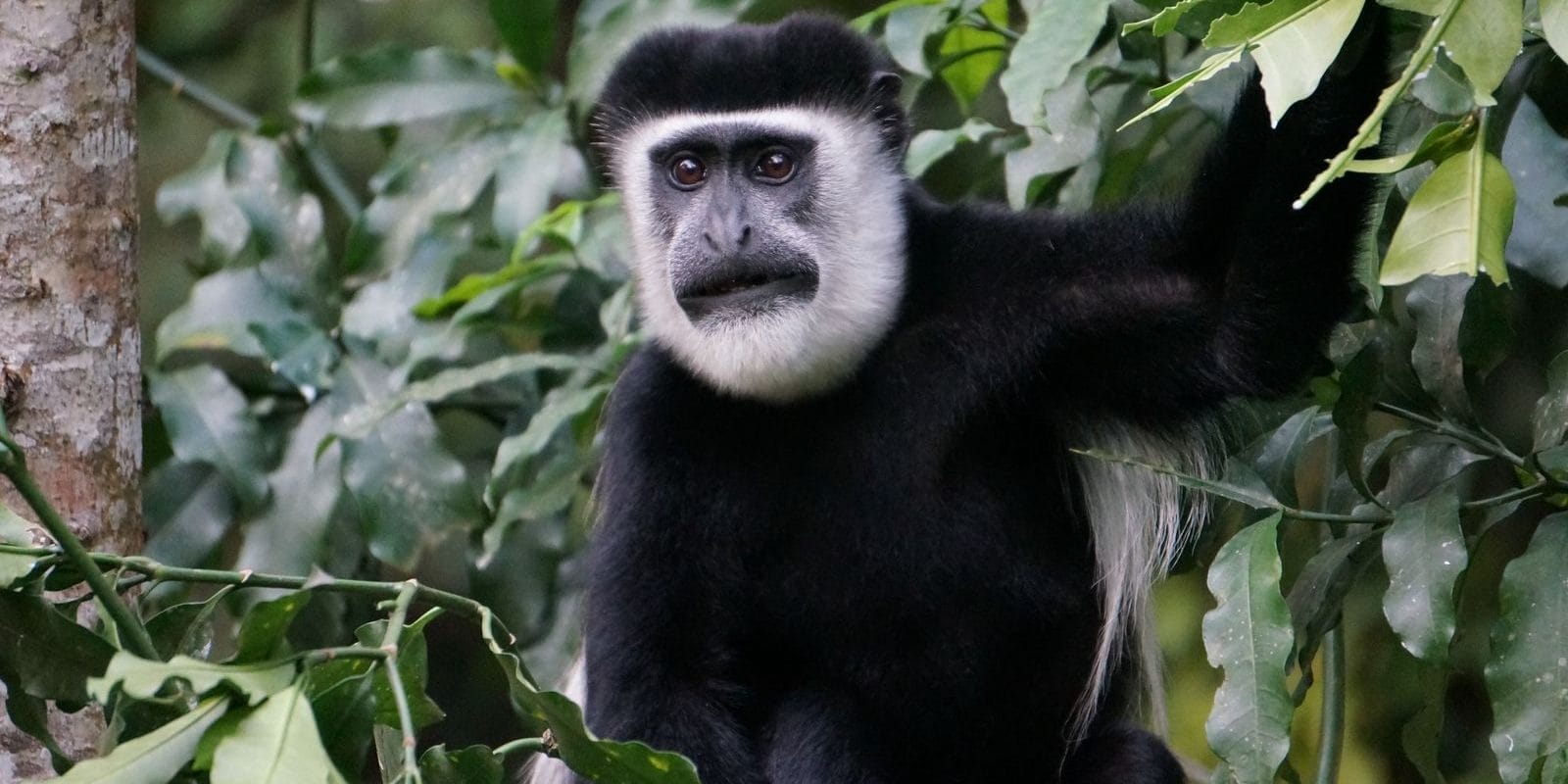 Black and White Colobus Monkey