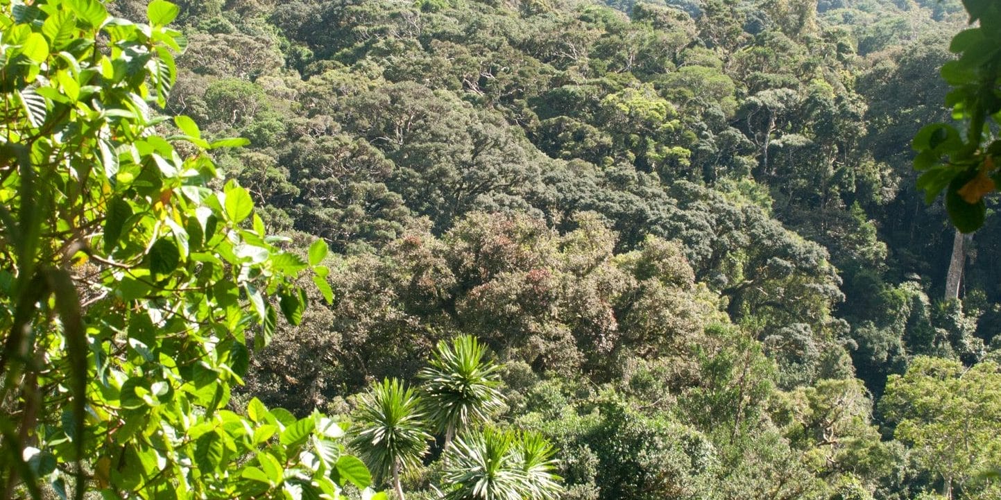 r2sYJhd3 | Gamewatchers Safaris Rainforest